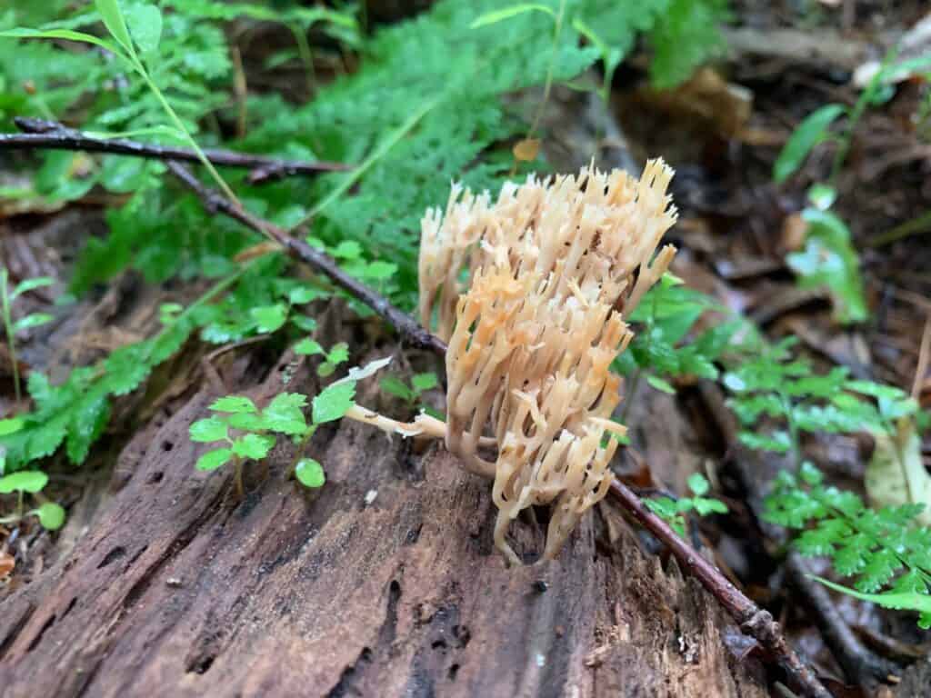 clear creek state park mushroom 2