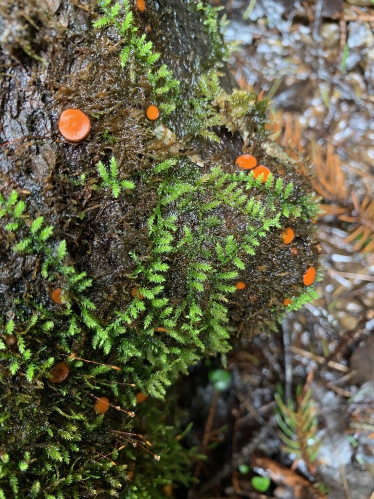 clear creek state park mushroom 3