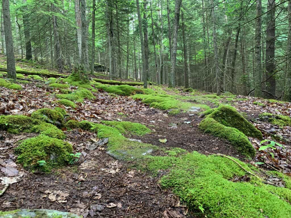 clear creek trail moss