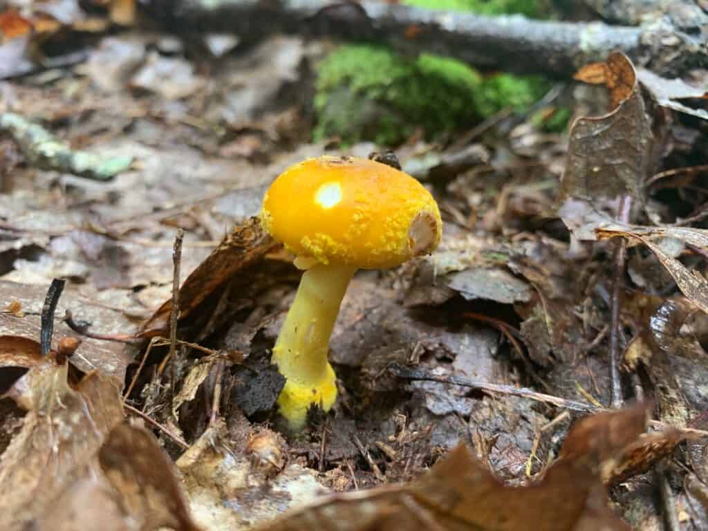 clear creek state park mushroom 1