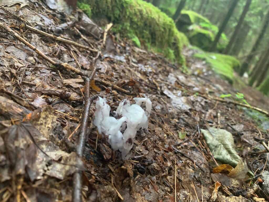 clear creek state park mushroom 4