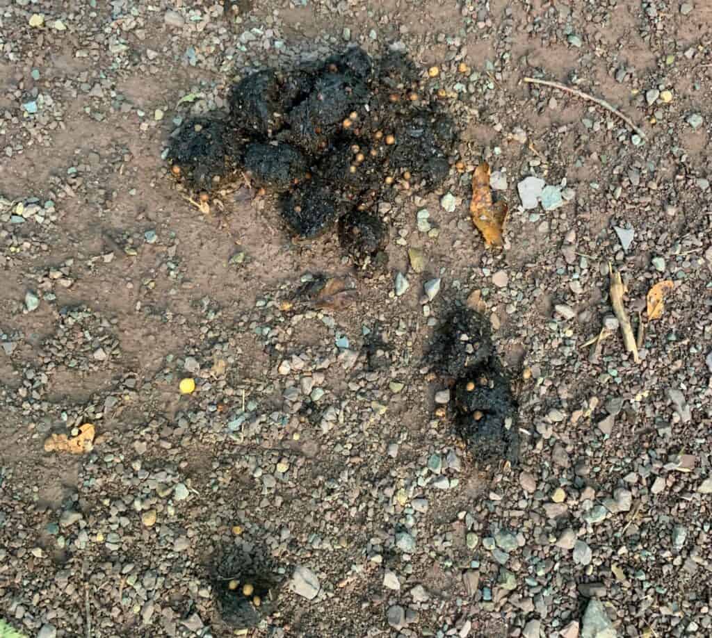 ricketts glen state park bear poop