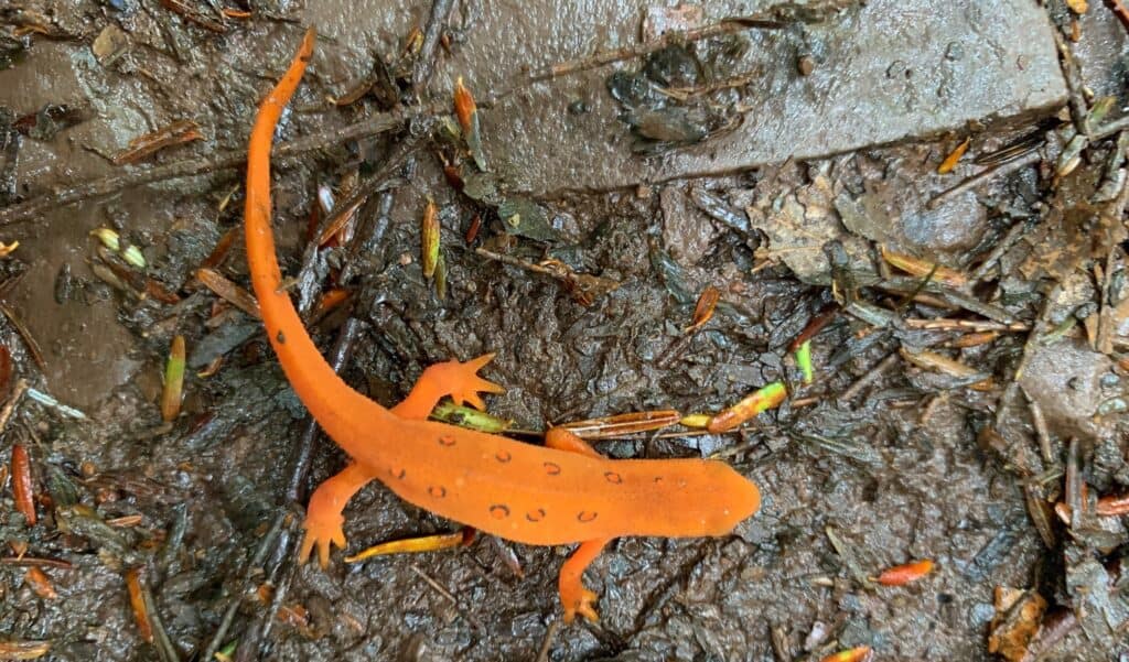 ricketts glen state park red eft