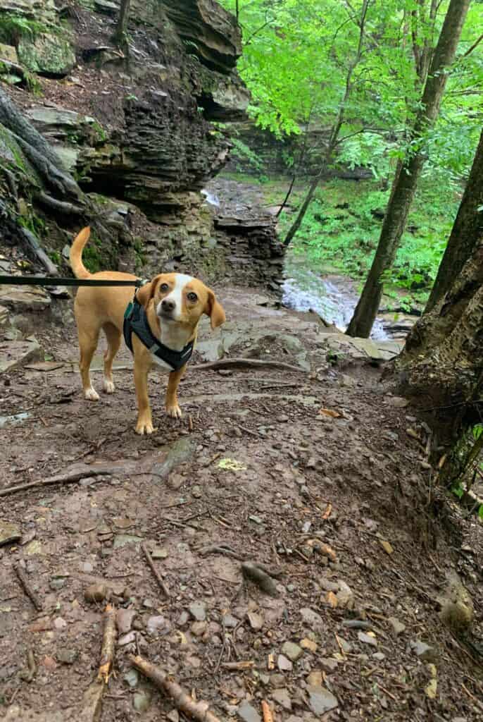 ricketts glen state park trail dog 2