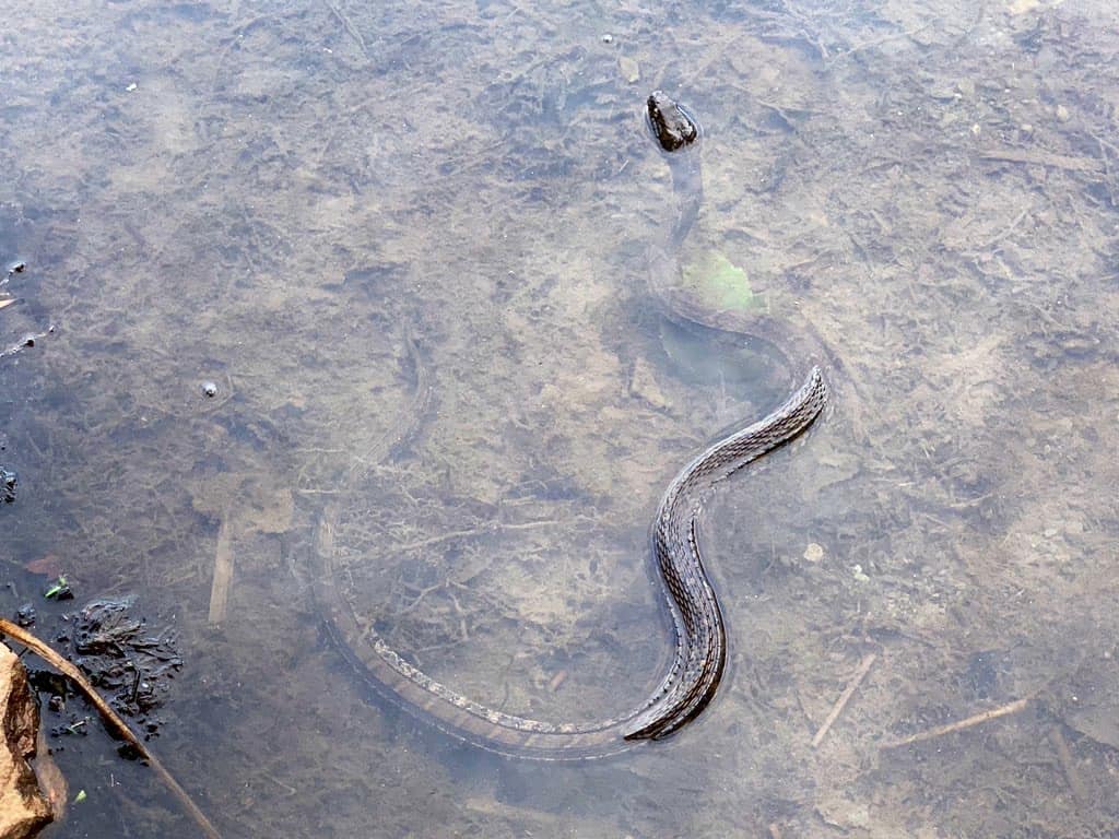 ricketts glen state park water snake