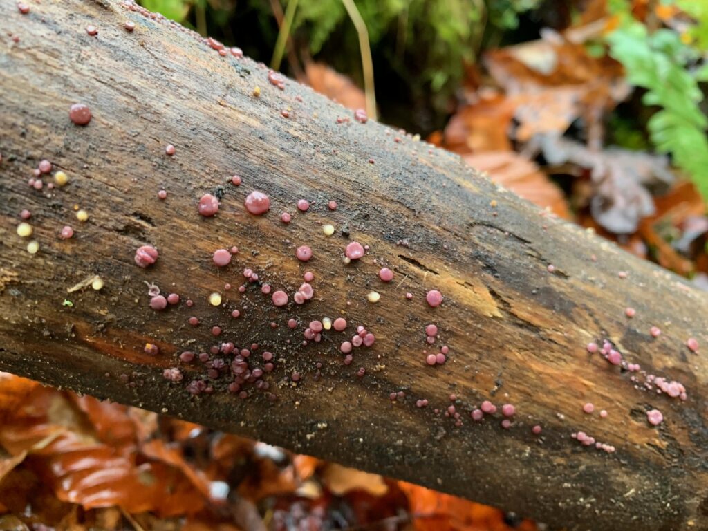 cedar creek state park mushrooms 2