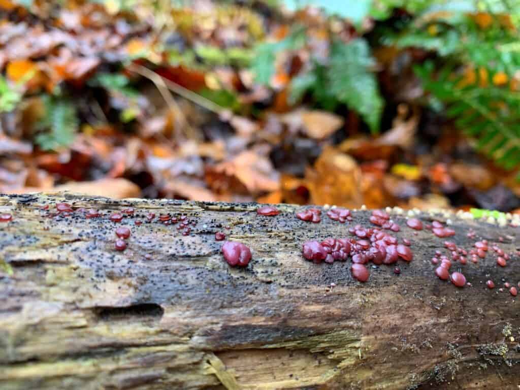 cedar creek state park mushrooms 1