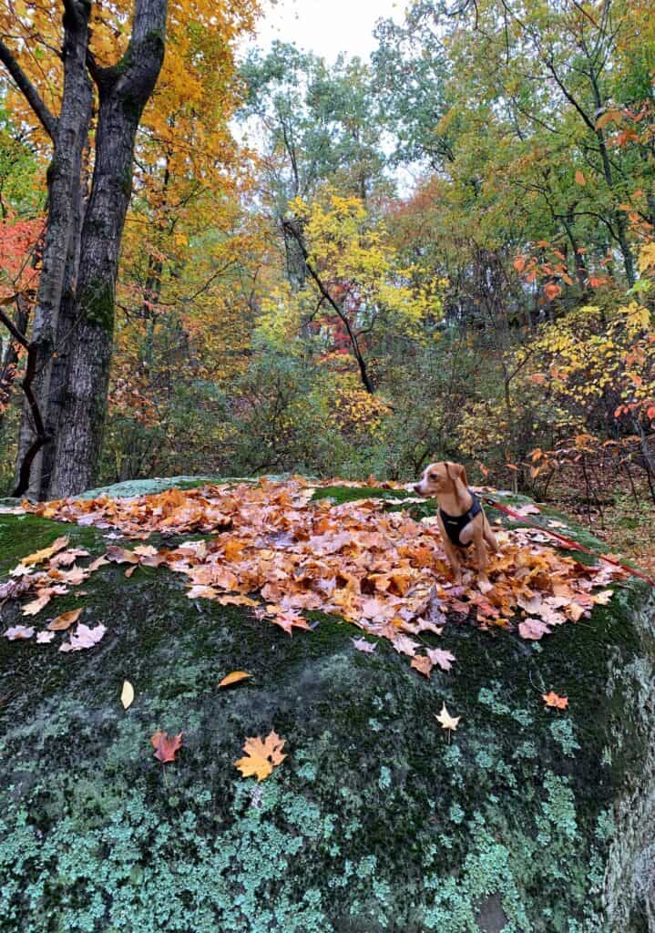 cedar creek state park hazel queen