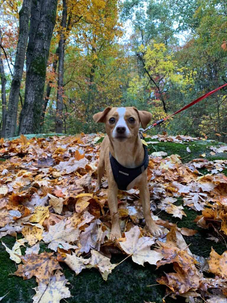 cedar creek park wv hazel waiting