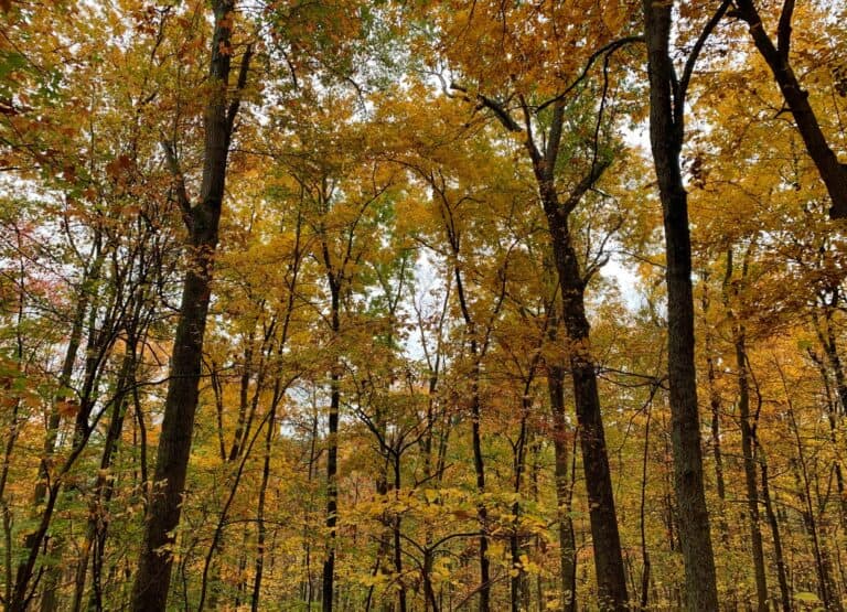 Trip Report: Cedar Creek State Park in West Virginia - Road Trip Tails