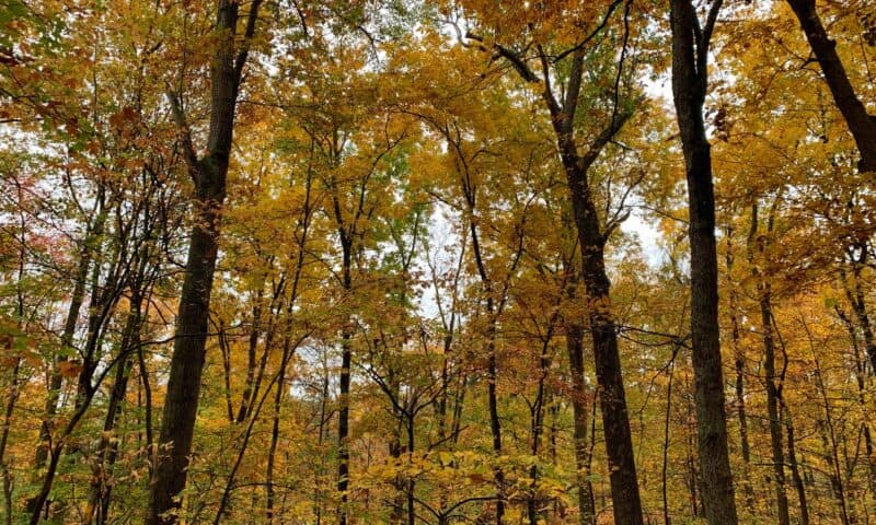 cedar creek state park wv yellow fall