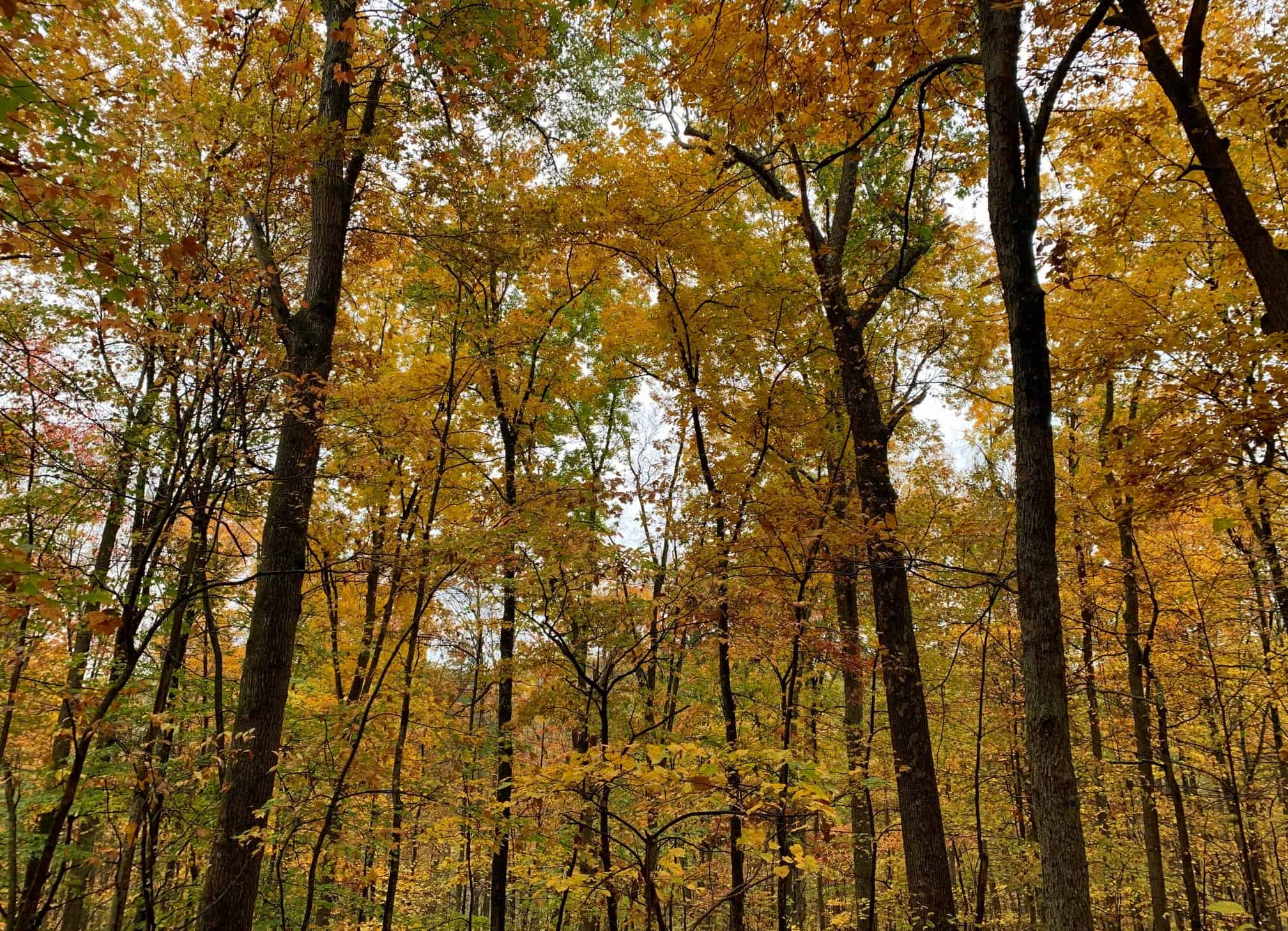 cedar creek state park wv yellow fall