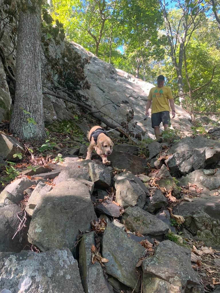 compton gap senior dog descent 3