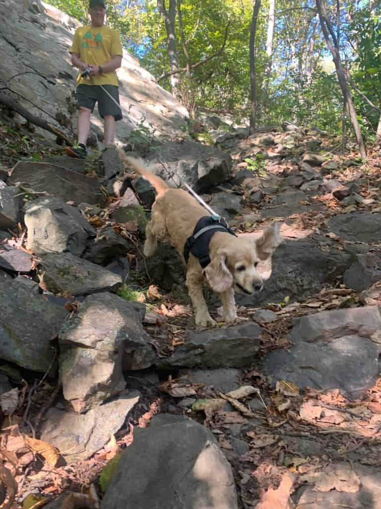 compton gap senior dog descent 2