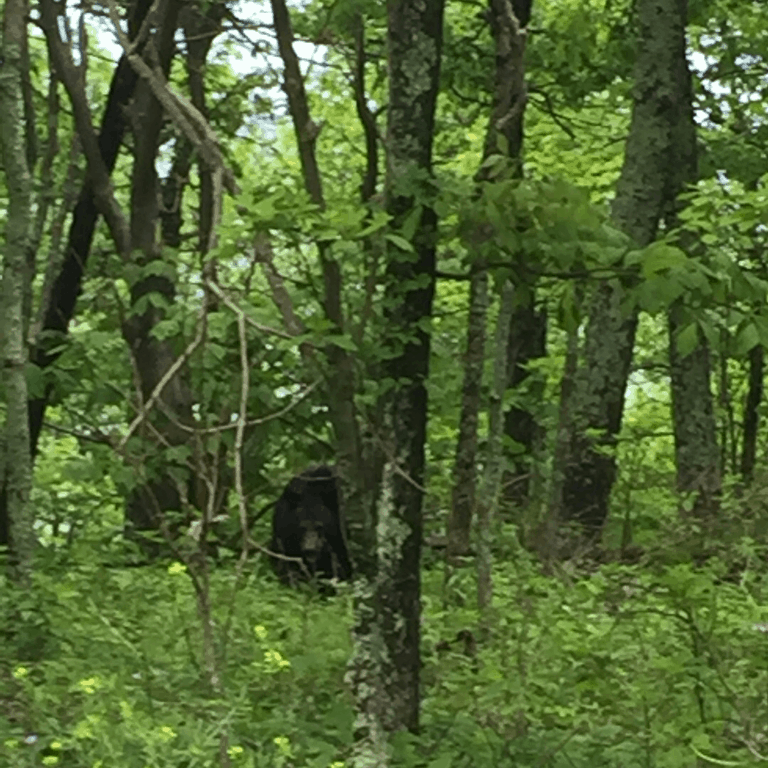 shenandoah black bear