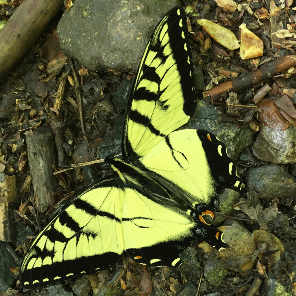 shenandoah butterfly