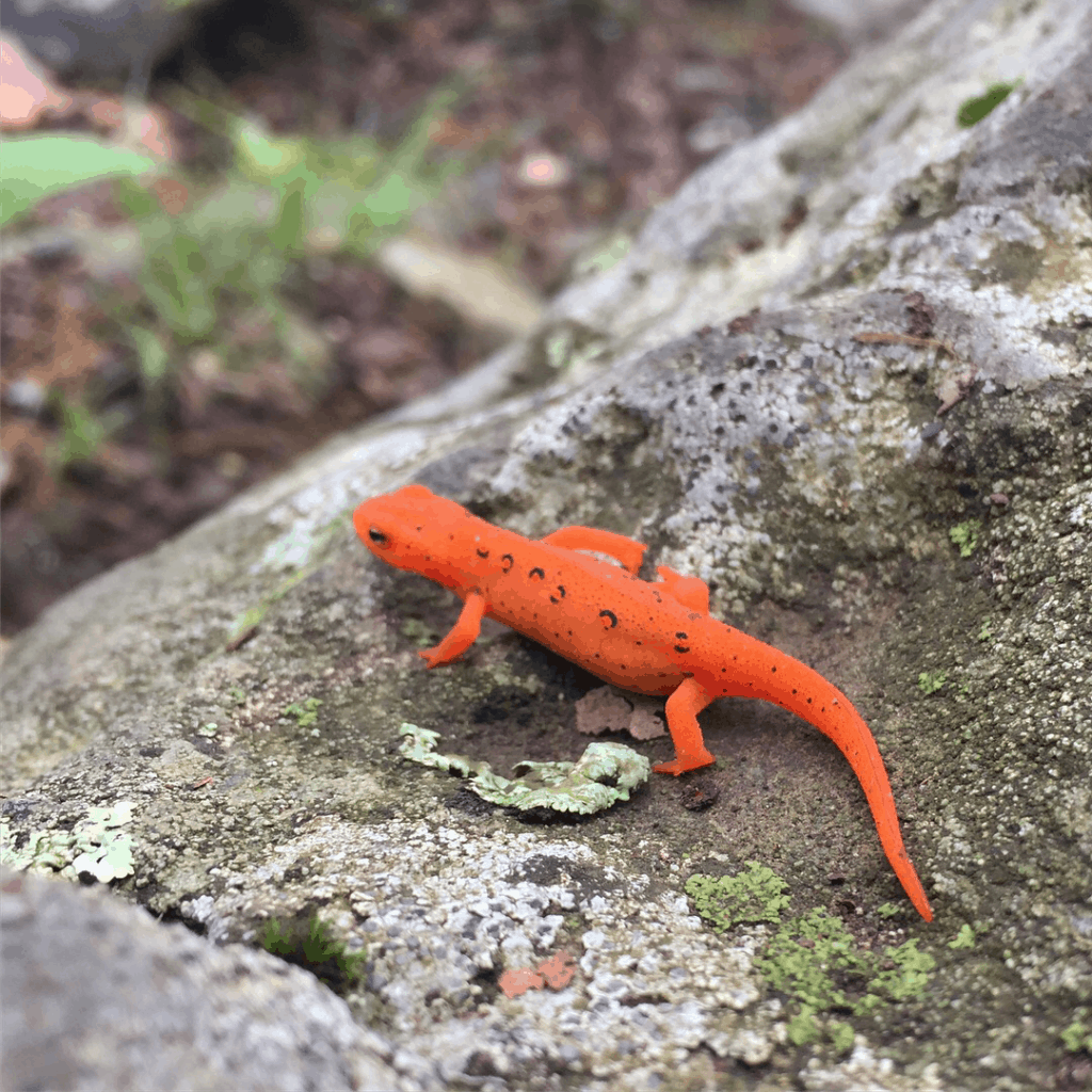 shenandoah red efft