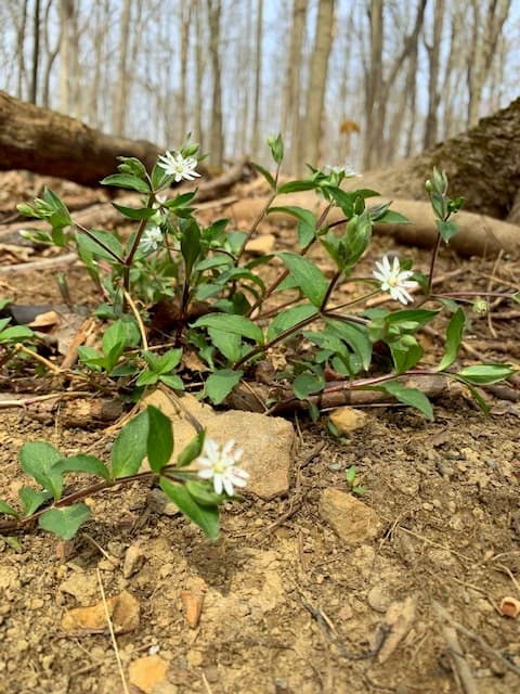 white wildflowers in laurel hill state park