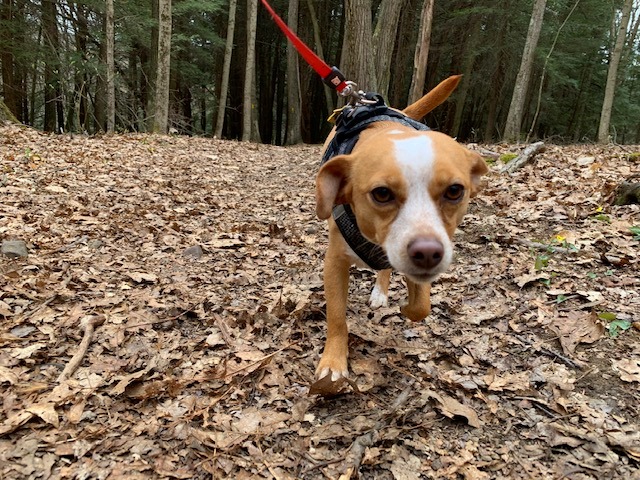 laurel hill state park hazel walking