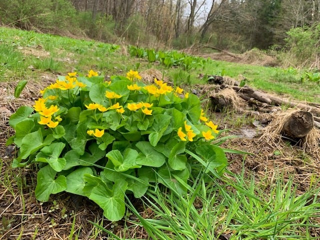 yellow wildflowers in laurel hill state park