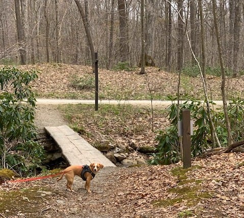 Hazel at footbridge in Laurel Hill State Park
