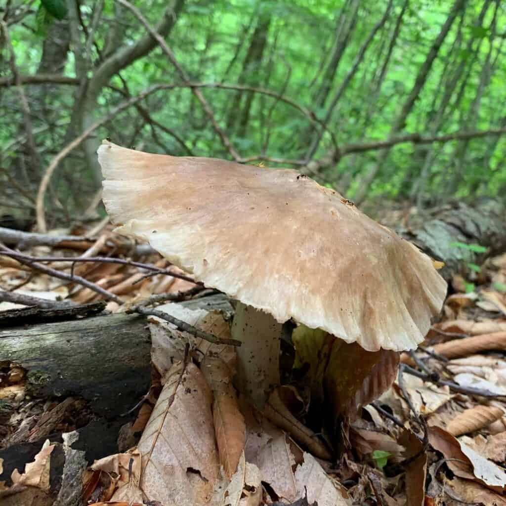 chapman state park mushroom 1