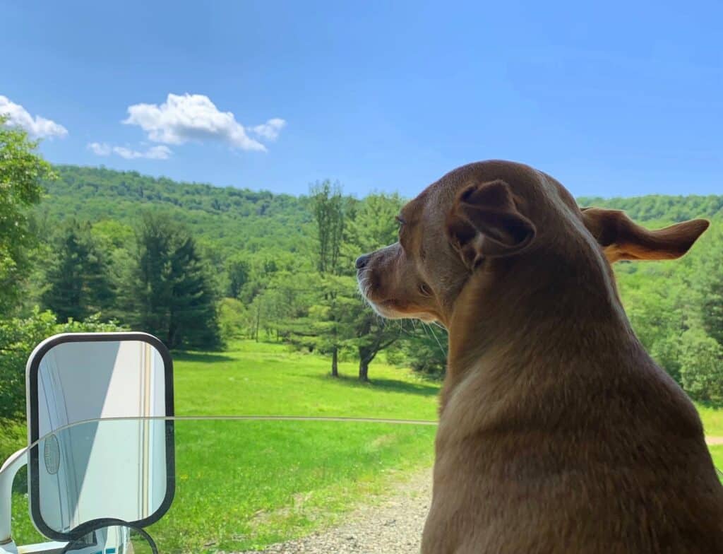 hazel with ears flapping on the road