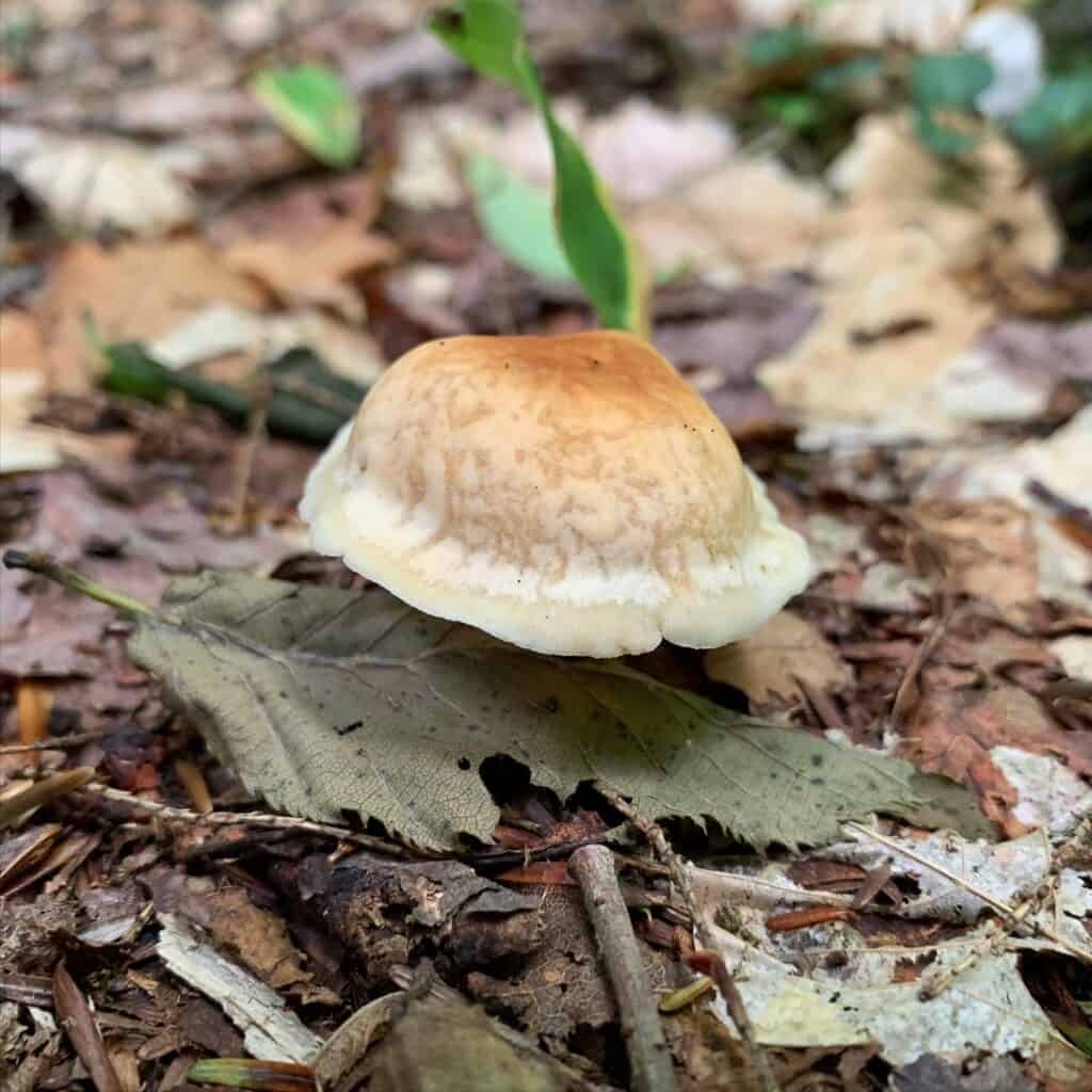 chapman state park mushroom 4