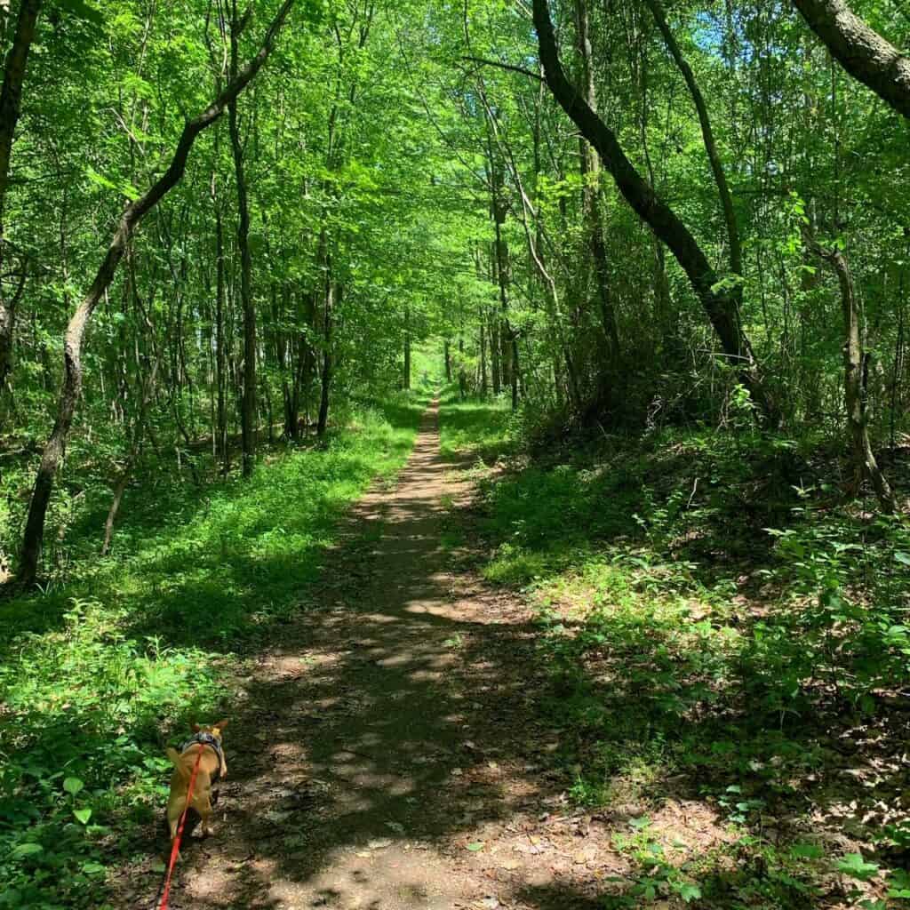 dead pond trail 1