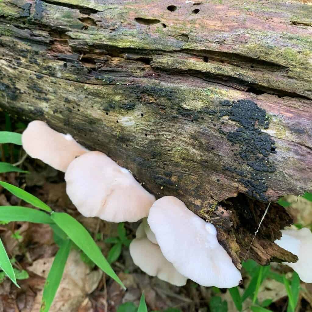 chapman state park mushroom 2
