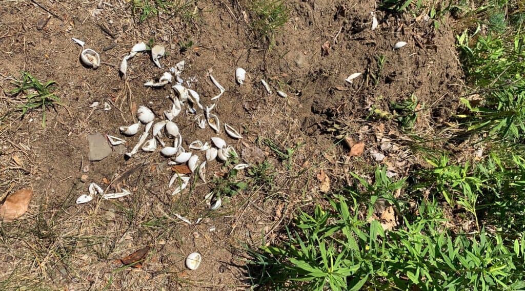 presque isle state park turtle egg shells