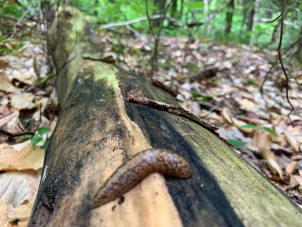 chapman state park slug