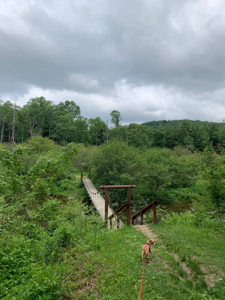 chapman state park swinging bridge with hazel