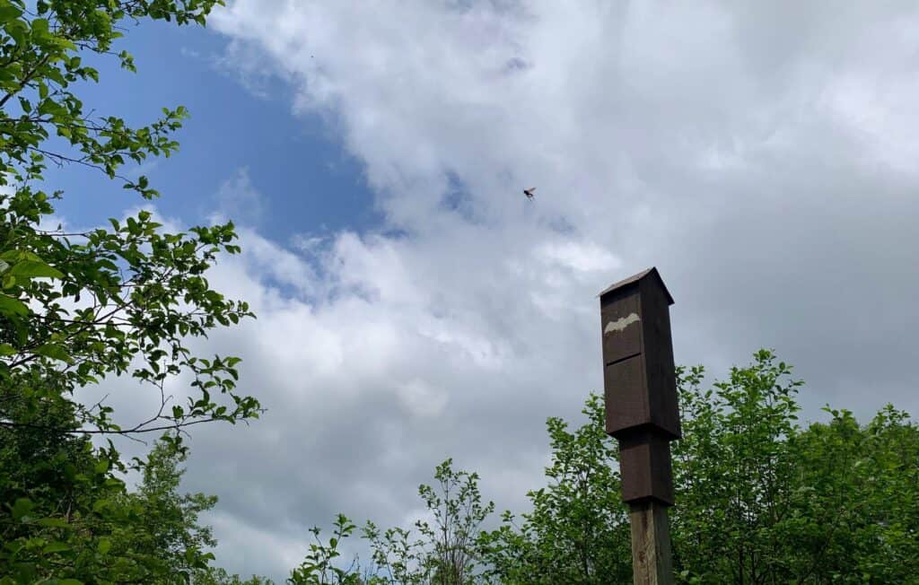 chapman state park bat box