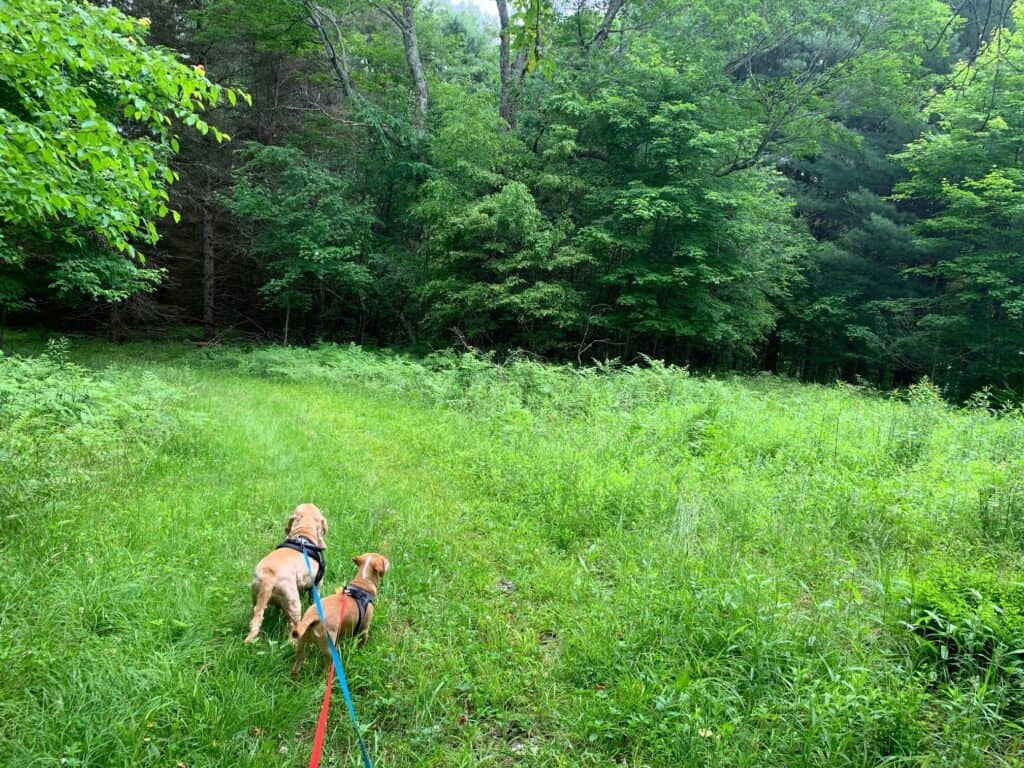 penny run trail with the tails