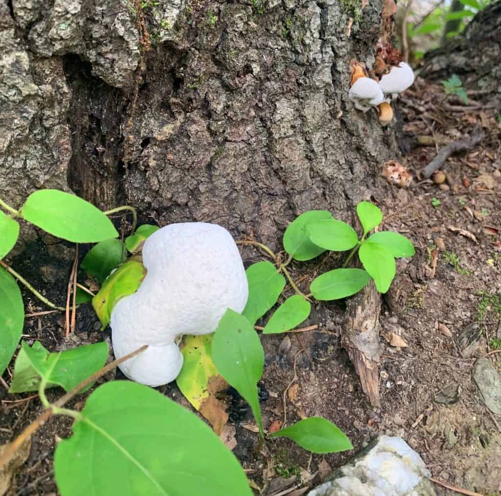 codorus state park mushroom 2