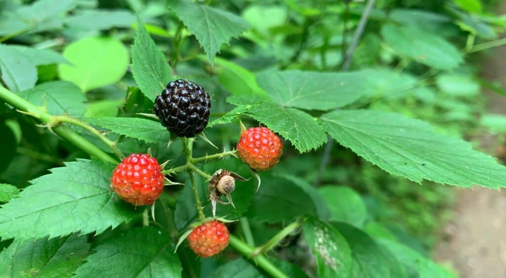 codorus state park berries 2