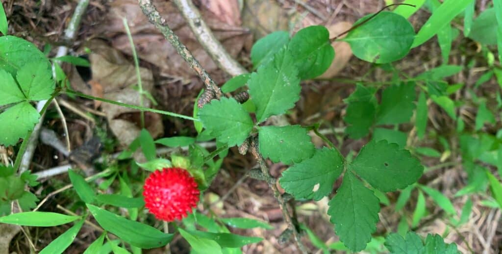 codorus state park berries 3