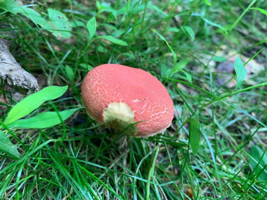 codorus state park mushroom 1