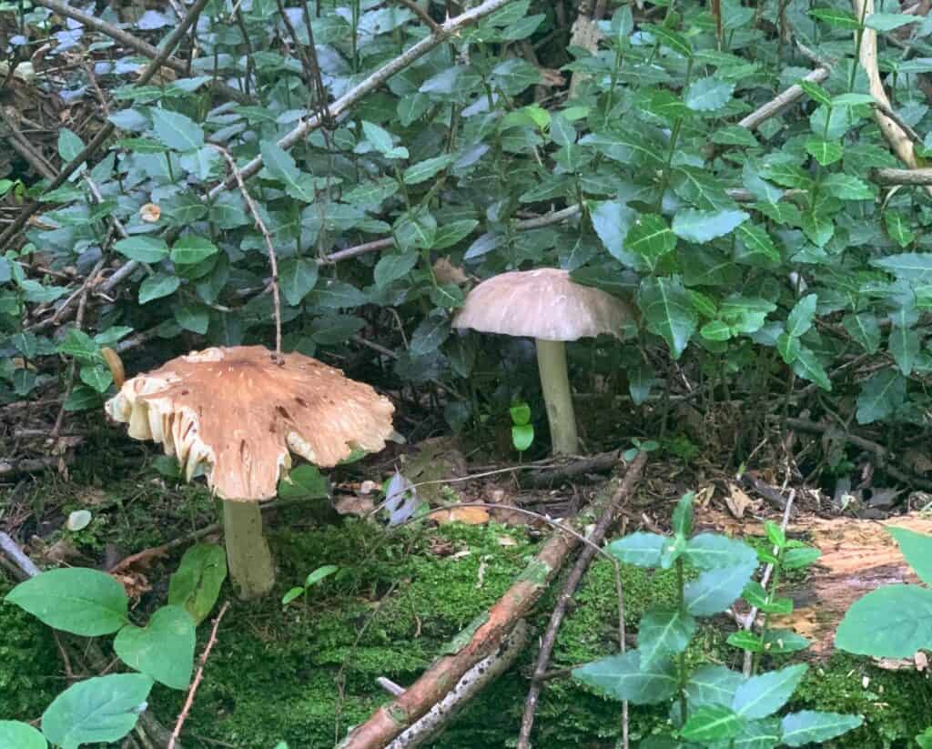 codorus state park mushroom 3