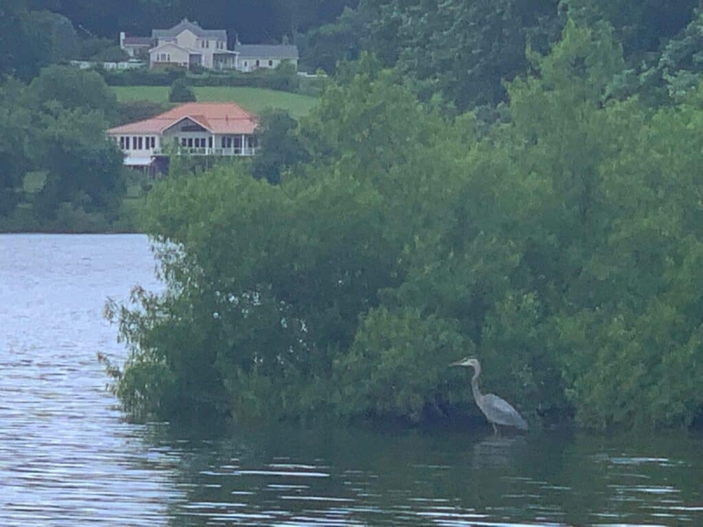 blue heron at codorus state park