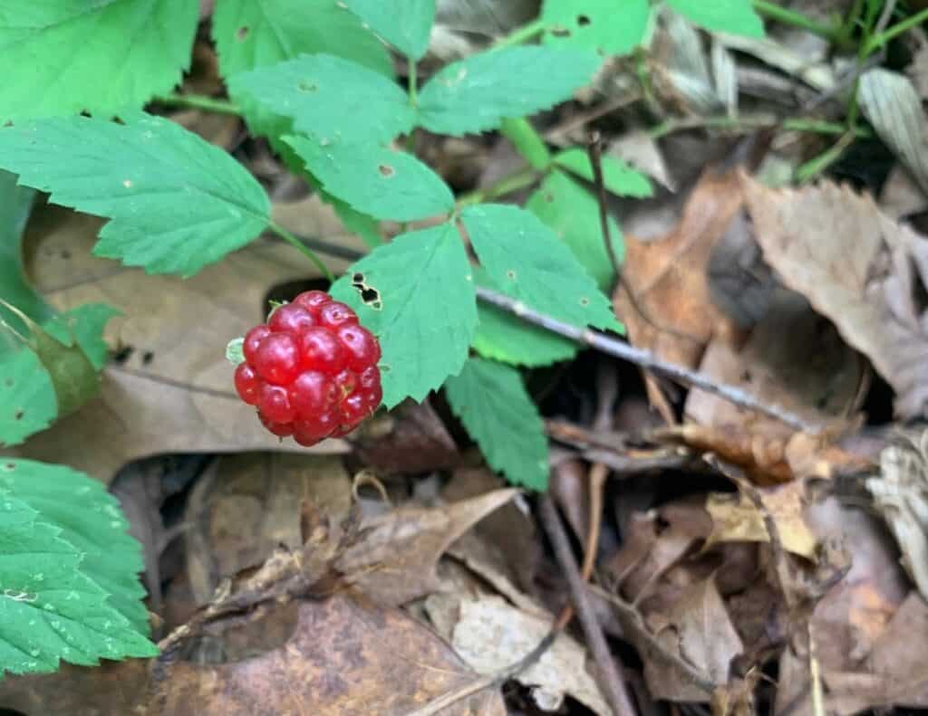 codorus state park berries 1