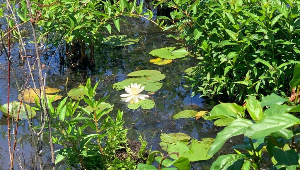 presque isle state park lily pad