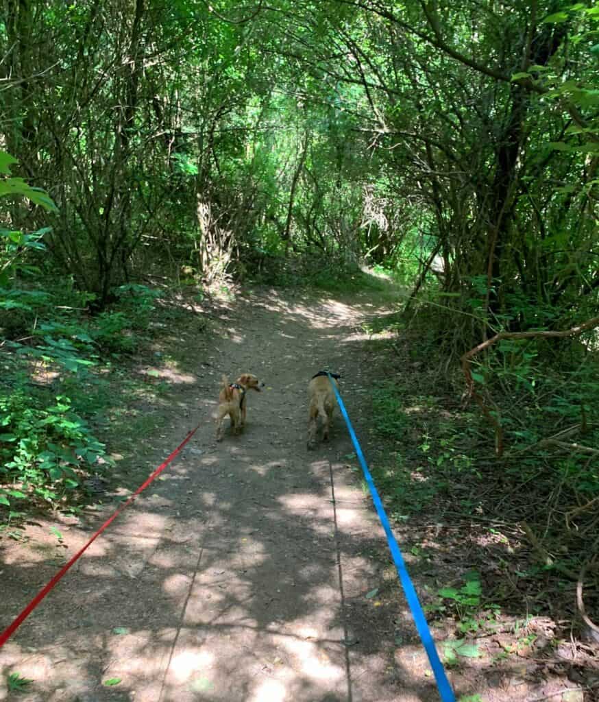 franklin and hazel on laho trail