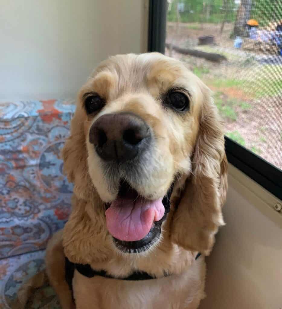 franklin in the rv at codorus state park