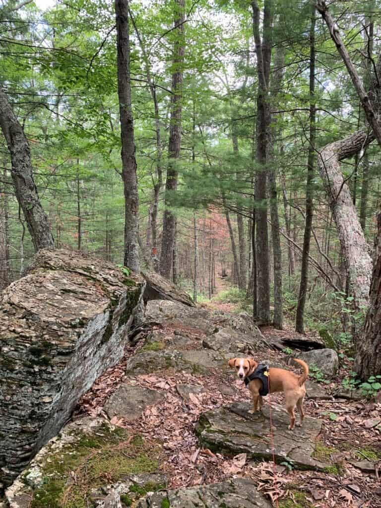 hazel on mid state trail rocks at little pine state park