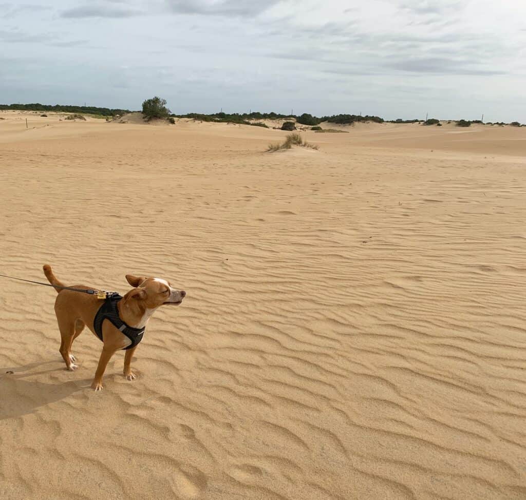 hazel on dunes at jockeys ridge state park