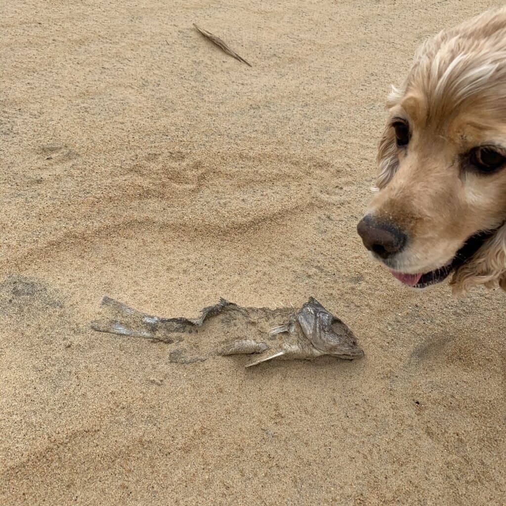 franklin with dead fish at jockeys ridge