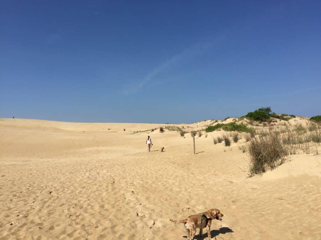 jockeys ridge state park dune landscape