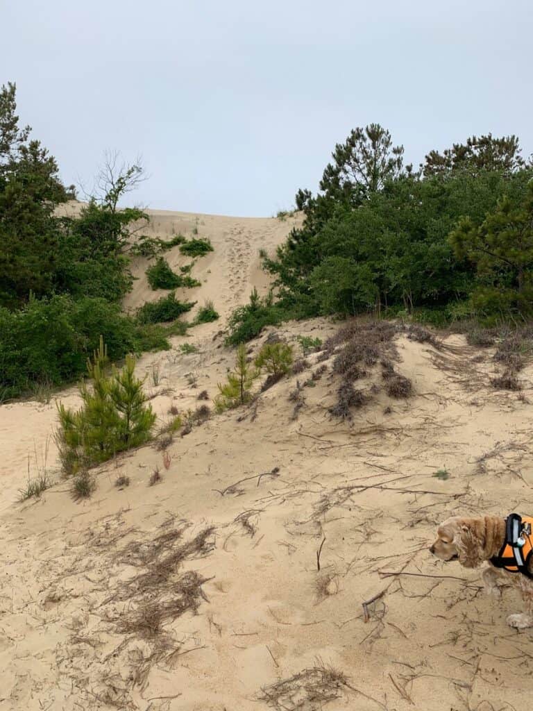 jockeys ridge state park hill